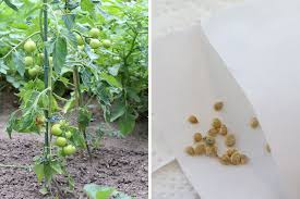Ab der blütenbildung brauchen tomaten vor allem eines: Tomaten Saen Wann Ist Der Ideale Zeitpunkt Tomaten De