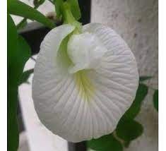 Clitoria Ternatea Gokarna White300 Planting Flowers Plants Planting Roses