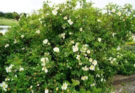 Bibernellrose Kaufen Garten Von Ehren Beste Qualitat Seit 1865 Gunstige Preise Riesenauswahl Kauf Auf Rechnu Bodendeckerrosen Pflanzen Teufelsstrauch