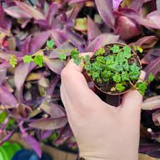 Image result for Ficus persicifolia