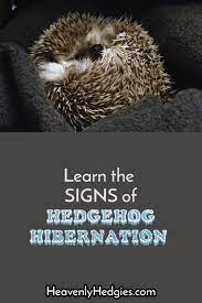 Hedgehog Hibernation Signs And Symptoms Hedgehog Hibernation Hedgehog Care Hedgehog Pet