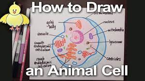 *free* shipping on qualifying offers. How To Draw An Animal Cell Diagram Homework Help Doodledrawart Youtube