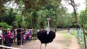 Di mana lagi kalau bukan di pd ostrich show farm. 17 Tempat Menarik Di Port Dickson Bukan Setakat Ada Pantai Tapi Macam Macam Tempat Best Ada Di Sini Ammboi