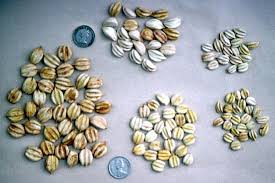 Image result for Uapaca