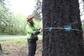 That all being said, it is possible to remove some of the roots. Lawmakers Investigate Reports Of Irresponsible Tree Cutting After Wildfires Opb
