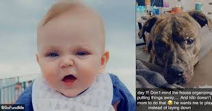 Fatal Pit Bull Attack Archives