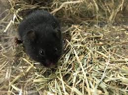 De muis heeft een ingebouwde laser en goed te gebruiken op verschillende type ondergronden en zelfs zonder muismat. Nature Today Muizenonderzoekers Vinden Melanistische Muizen In Friesland