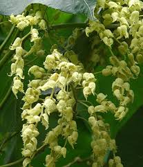 Image result for Macaranga mellifera