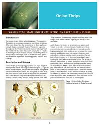 Image result for Onion Thrips