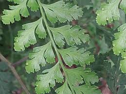 Image result for Rumohra adiantiformis