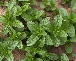 Möhren, eine sonnenblume, akeleien, knoblauchgras, blattpetersielien, phacelia, eine ringelblume. Minze Arten Tipps Fur Minzesorten Fur Garten Und Topf