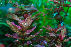 Image result for Rotala tenella