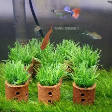 Bibit / benih biji rumput aquarium small leaf. Harga Rumput Sintetis Akuarium Terbaru Juli 2021 Biggo Indonesia