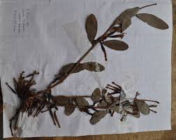 Image result for Tapinanthus