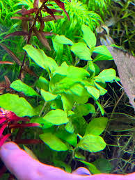 Image result for Nelsonia canescens