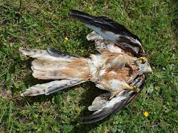 Weitere ideen zu raubvögel, roter milan, tiere. Schon Wieder Geschutzter Vogel Bei Gunzenhausen Vergiftet Gunzenhausen Nordbayern De