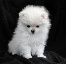 Pomeranian and husky mix white. Cute Baby White Pomeranian Husky L2sanpiero