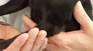 Domani dobbiamo portare il nostro cane dal veterinario. Filma La Fidanzata Che Fa Sesso Con I Suoi Cani La Polizia Trova 210 Video