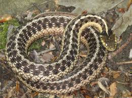 How large a fish can a medium sized garter snake eat? Pin By Heather Bessey On Journal Garden Snakes Snake Garden