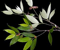 Image result for Tabernaemontana eglandulosa