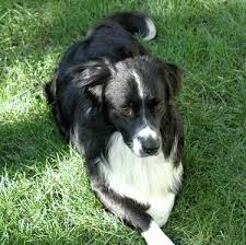 It's also free to list your available puppies and litters on our site. Bordernese Dog Breed Information And Pictures