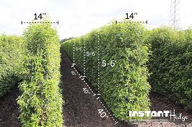 Hedges used to separate a road from adjoining fields or one field from another. Hedge Sizes Tall Privacy Hedges Medium Hedges Low Hedges