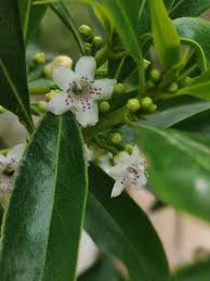 Image result for Myoporum laetum