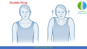 Image result for Shoulder Range of Motion