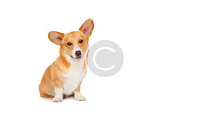 Find corgi in dogs & puppies for rehoming | find dogs and puppies locally for sale or adoption in ontario : Is My Corgi Puppy Really Fat Welsh Corgi Puppies For Sale