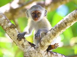 Despite their attractive features that add value to your life, the. Man Eating Raw Monkey Brain Chinese Delicacy The Foodie Blog