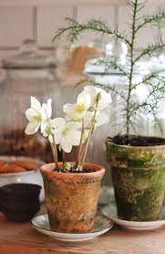 Tea With Mrs Mourning Dove Container Garden Design Container Gardening Indoor Gardening Supplies