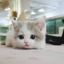Benim Bir Kedim Var Bu Kedi Tatli Ama Benim Kedim Daha Tatli Video In 2020 Cute Baby Cats Baby Cats Cute Cats