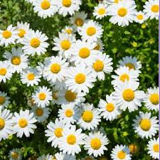 Image result for Ipomoea leucanthemum