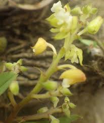 Image result for Polystachya adansoniae