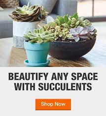 How much water do cacti need, and how often? Succulents Garden Center The Home Depot