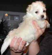Jett akc female and male havanese puppies. Haley Havanese Dog Haskell Nj United States References Euro Puppy