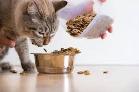 Find the best wet cat food with our complete guide. Best Cat Food Reviews Ratings 2020 Wet Dry Cat Food