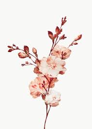 Vintage Bloom Flower Illustration Transparent Png Premium Image By Rawpixel Com Kwanloy In 2020 Flower Illustration Flower Aesthetic Vintage Floral Backgrounds