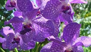 Passion flowers are one of the most exotic flowers you can grow in your garden. 15 Exotic Flowers From Around The Globe