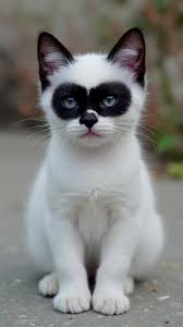 Chatons mignons : les plus adorables moments