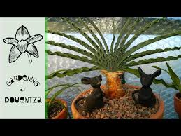 Image result for Boophone disticha