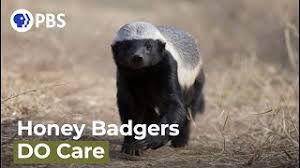 Maybe you would like to learn more about one of these? Are Honey Badgers One Of The World S Smartest Animals Youtube
