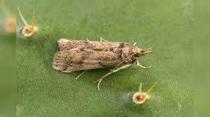 Having a monday but these unexpected blooms are the highlight of my day! Cactus Moth Could Devastate Texas Native Prickly Pear Cacti Ut Researchers Say Kxan Austin