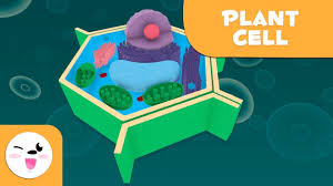 Tissues group same kind cells working together to plant cell cell wall is only found in plant or animal cell. The Plant Cell And Its Parts Natural Science Educational Video For Kids Youtube