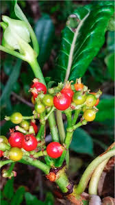 Image result for Psychotria heterosticta
