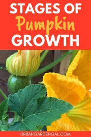 Optimal soil ph for growing giant pumpkins is between 6.5 and 6.8, but it should be no higher than 7.0. Pumpkin Growth Stages Urban Garden Gal