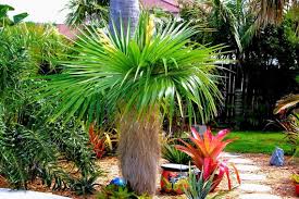 Image result for Coccothrinax