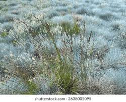 Image result for Eragrostis mollior