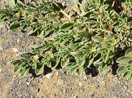 Image result for Plinthus karooicus