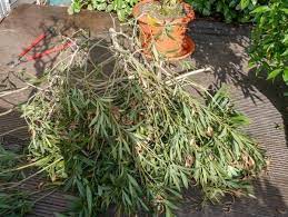 Nördlich der alpen gedeiht ein frostempfindlicher oleander als kübelpflanze, um balkon und terrasse in ein malerisches. Den Oleander Schneiden Expertentipps Fur Den Oleanderschnitt